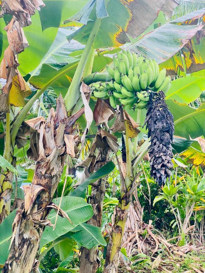 Wild Blue Water Homestay Pahoa
