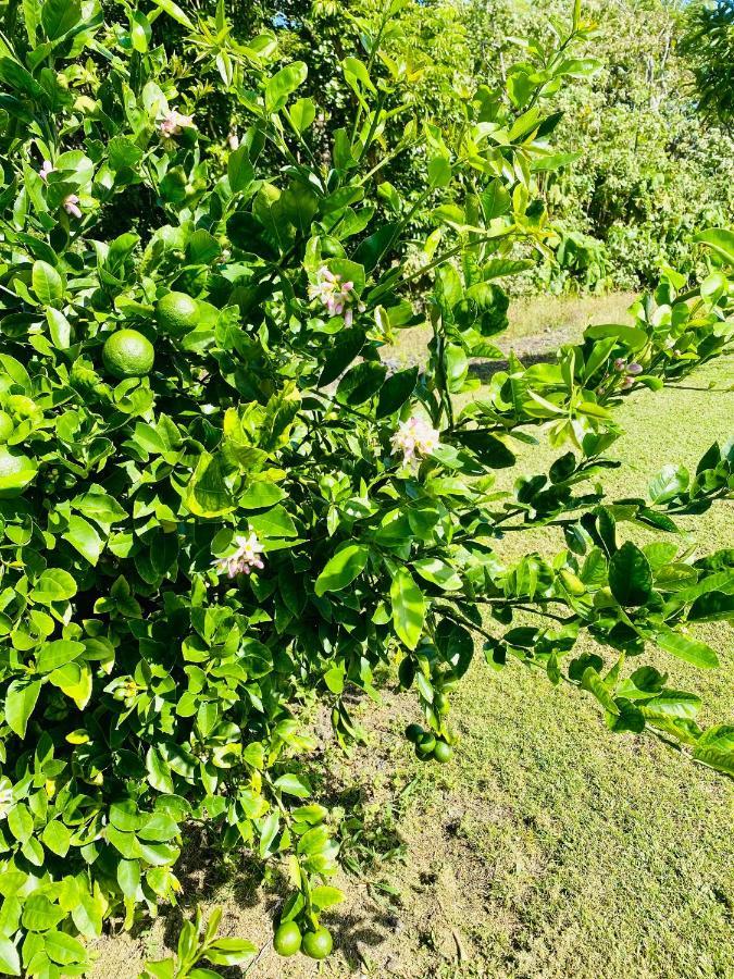 Homestay Wild Blue Water Pahoa